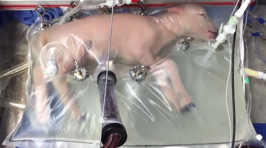 « Une poche remplie de liquide : la nouvelle étape pour le développement des agneaux et des humains »