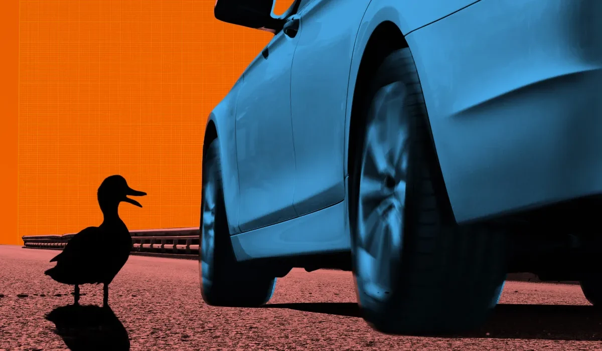 Voiture Autonome Fauche une Mère Canard Prenant Soin de Ses Œufs