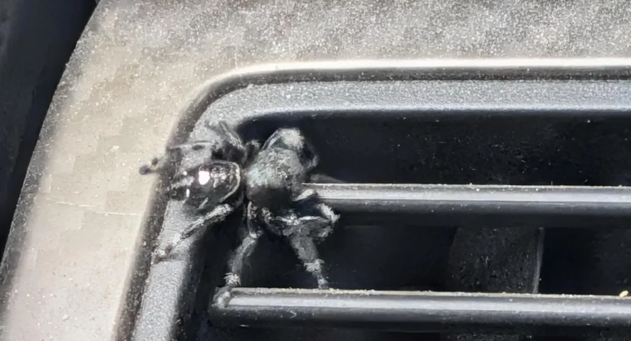 Araignée dans la ventilation : une réaction inattendue du conducteur qui la considère comme un ami.