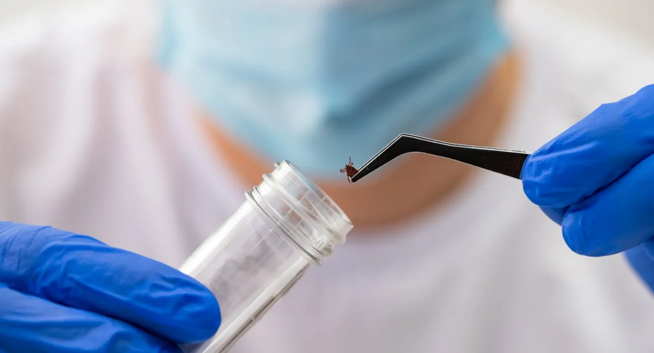 Augmentation Alarmante : 40% des tiques du Connecticut portent la maladie de Lyme en 2026