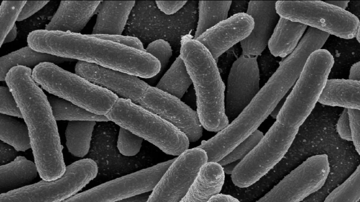 Bactéries Spatiales Métamorphes : Une Solution Prometteuse Contre la Résistance aux Antibiotiques sur Terre
