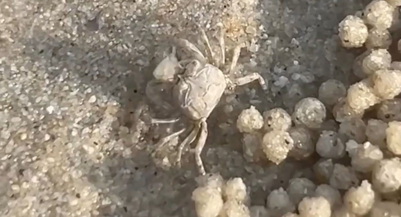 Ces petits crabes de plage traquent des proies invisibles et laissent derrière eux d'authentiques perles de sable.