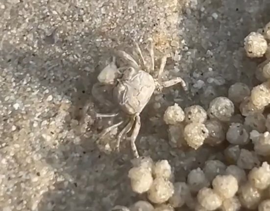 Ces petits crabes de plage traquent des proies invisibles et laissent derrière eux d'authentiques perles de sable.