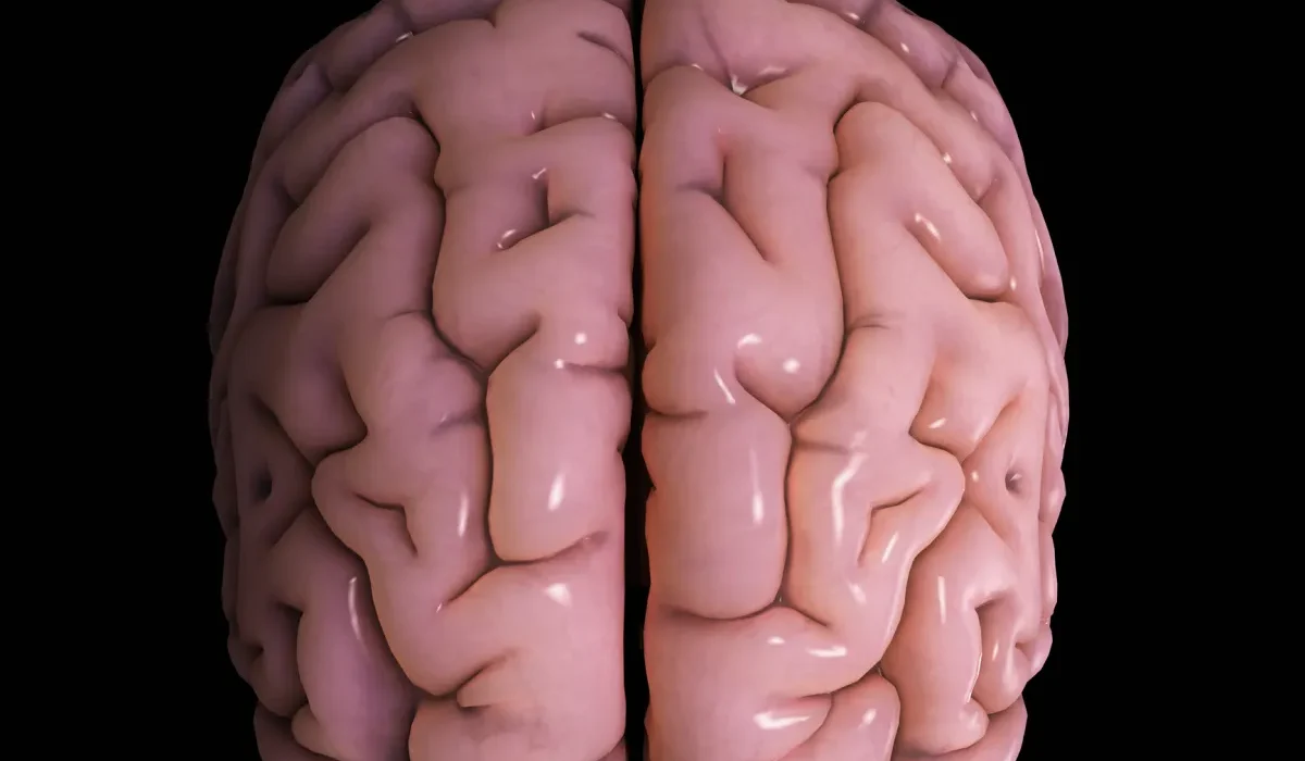 Cette « Drogue Intelligente » Pourrait Optimiser Votre Chimie Cérébrale pour Améliorer l'Intelligence.