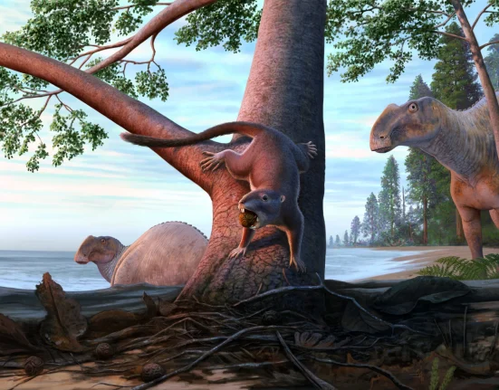 Cette Petite Créature a Survécu à un Monde de Dinosaures et a Transformé ce qui a Suivi.