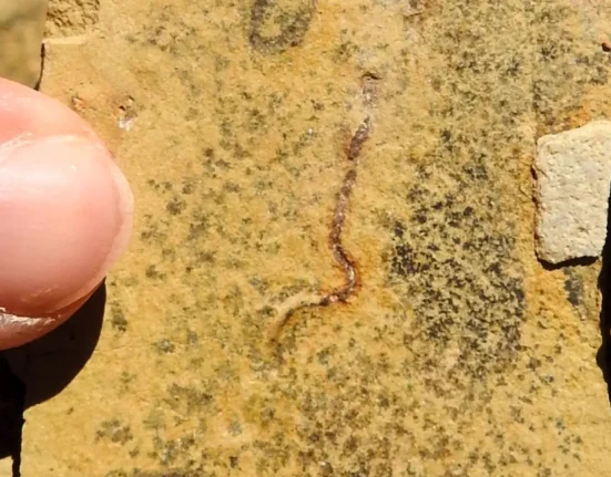 De nouveaux fossiles pourraient réécrire l'histoire des origines de la vie animale complexe sur Terre, selon une étude.