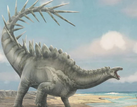 Découverte Étonnante : Un Crâne de Stégosaure Âgé de 150 Millions d'Années Révèle des Secrets de l'Évolution des Dinosaures.