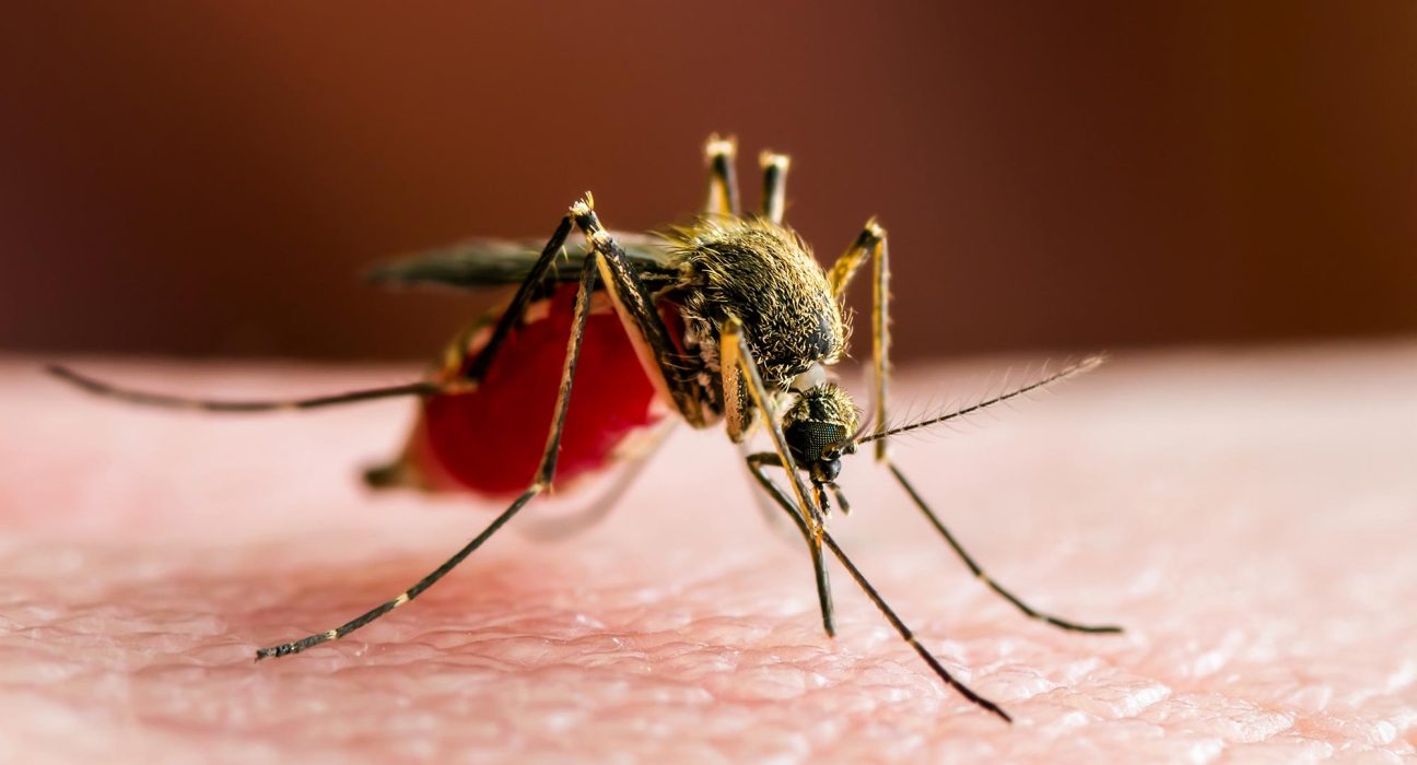 Découverte : Le Rôle Caché du Paludisme dans l'Évolution Humaine
