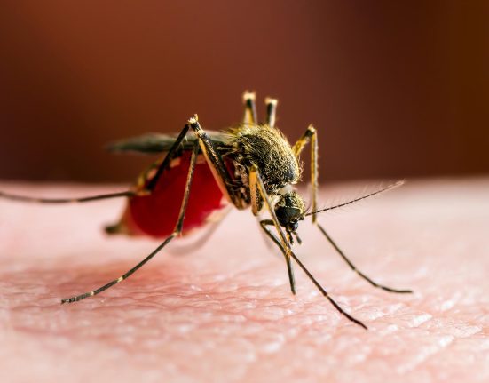 Découverte : Le Rôle Caché du Paludisme dans l'Évolution Humaine