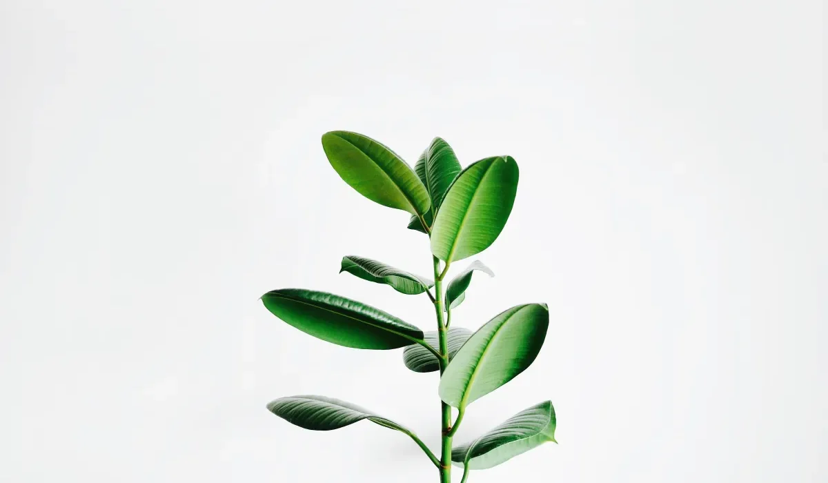 Découverte : Les Plantes Réagissent aux Anesthésiques, Une Avancée Potentielle Contre les Tests sur Animaux.