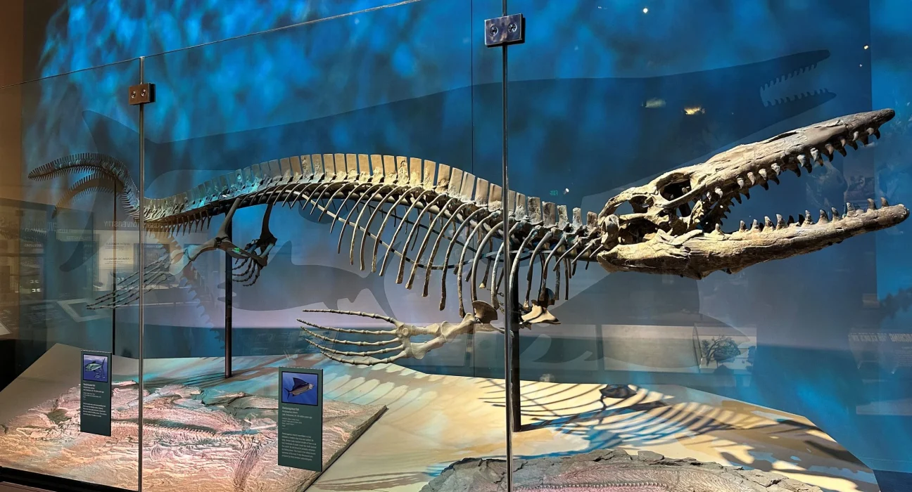 « Découverte d'un reptile marin de 13 mètres, deux fois plus grand qu'un requin blanc »