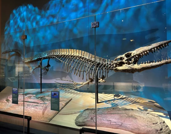 « Découverte d'un reptile marin de 13 mètres, deux fois plus grand qu'un requin blanc »