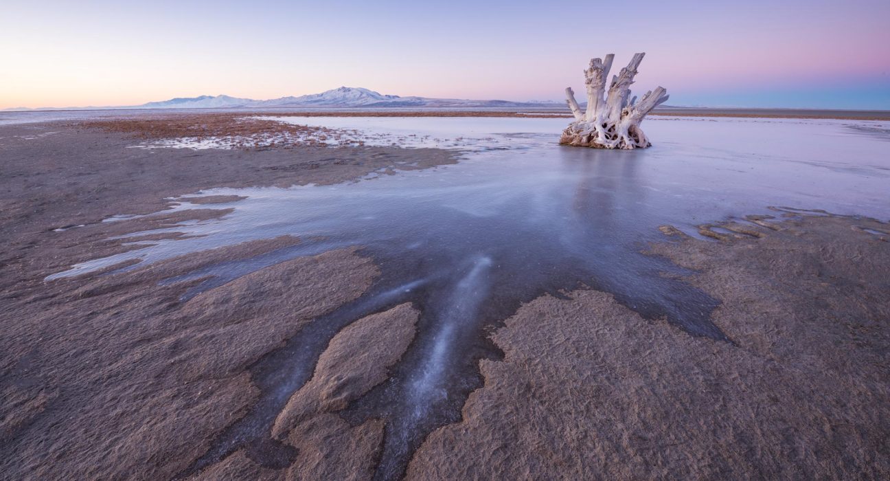 Découverte d'une créature mystérieuse unique au monde dans le Grand Lac Salé.