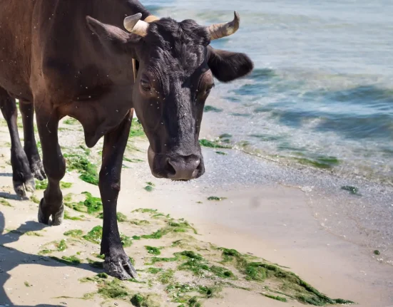 Découverte révolutionnaire : Les vaches maîtrisent la digestion des algues pour des fermes face au changement climatique