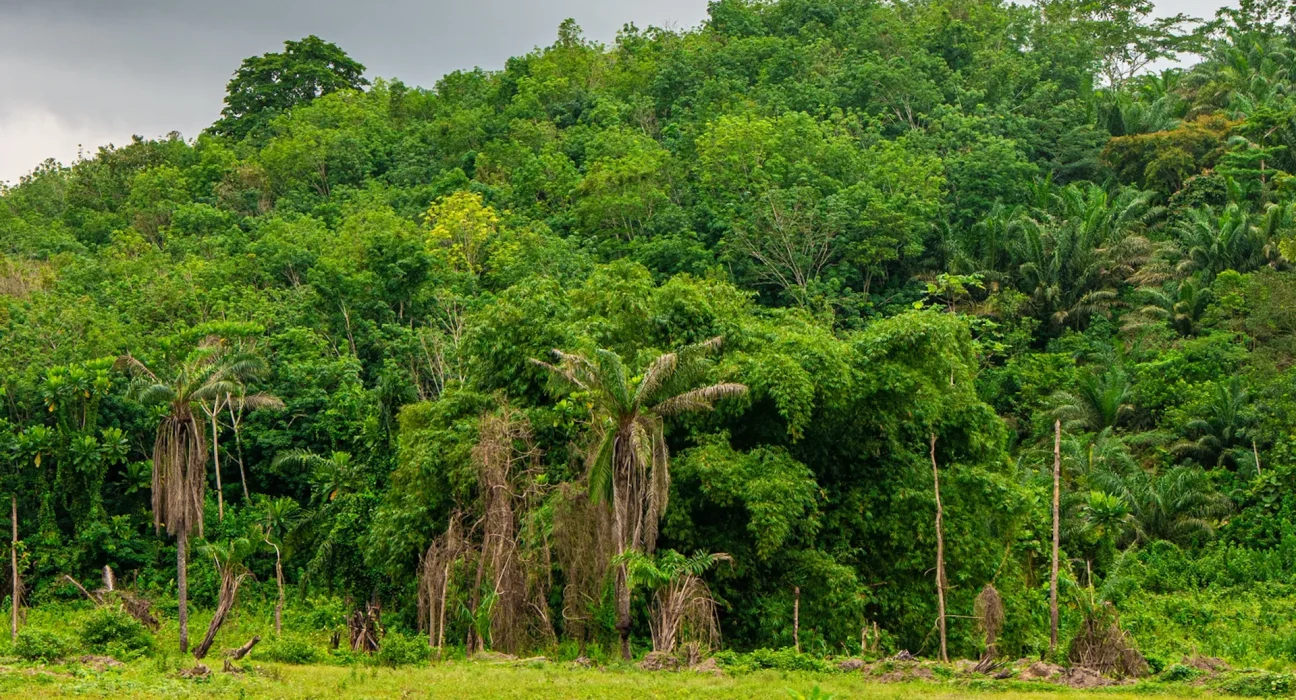 Découverte révolutionnaire : des humains vivaient dans la forêt tropicale ouest-africaine il y a 150 000 ans