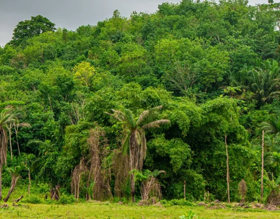 Découverte révolutionnaire : des humains vivaient dans la forêt tropicale ouest-africaine il y a 150 000 ans