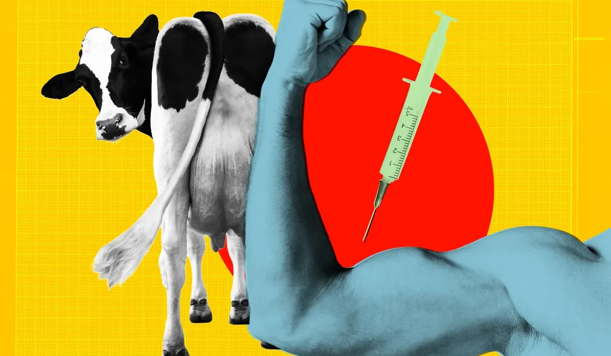 Des Adolescents se Dopent avec des Médicaments Destinés aux Vaches pour Prendre du Muscle.