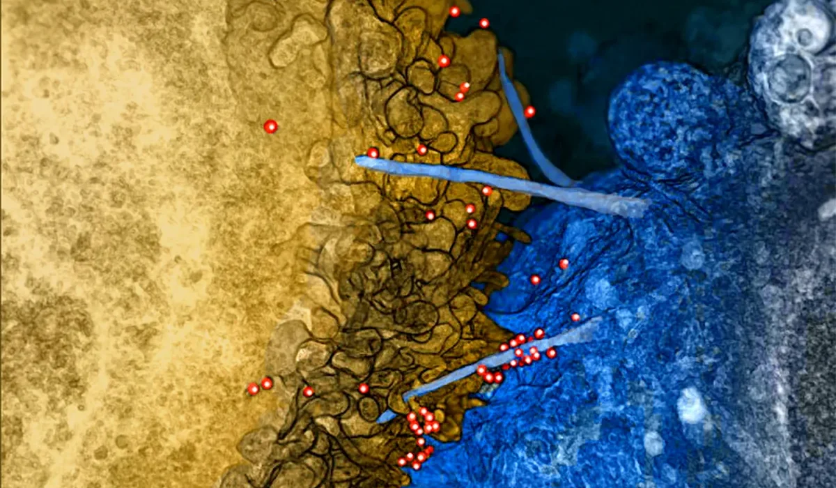 Des Cellules Immunitaires Réinventées Montre des Promesses Rouges Contre le VIH