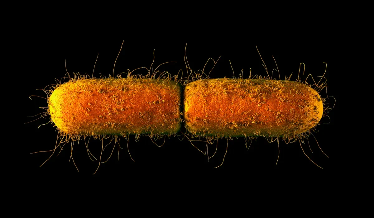 Des Études Récentes Révèlent que la Microgravité Transforme les Bactéries en Super-Bactéries.