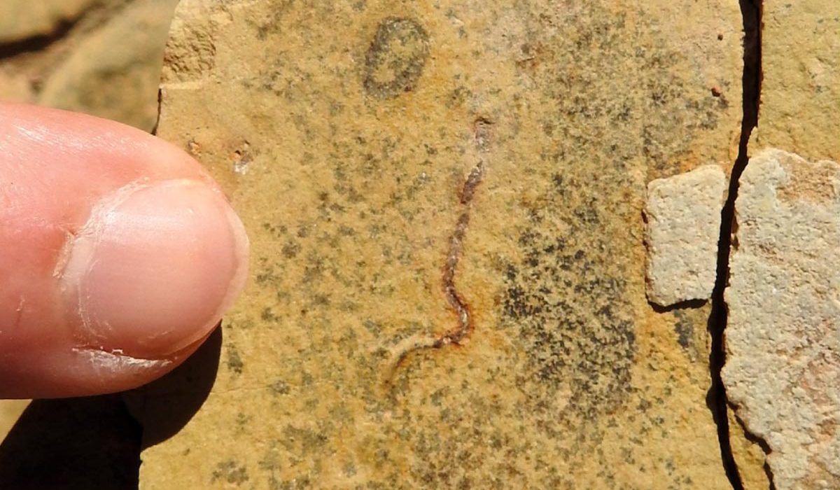 Des Fossiles Anciens de 540 Millions d'Années Dévoilent une Surprise Majeure sur les Premières Formes de Vie sur Terre.