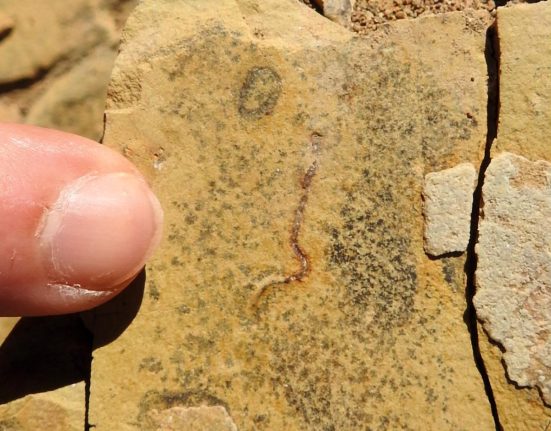 Des Fossiles Anciens de 540 Millions d'Années Dévoilent une Surprise Majeure sur les Premières Formes de Vie sur Terre.