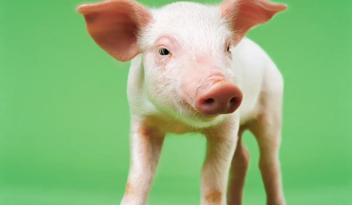 Des Greffes d'Organes de Cochons Génétiquement Modifiés pour les Humains dans Moins de Deux Ans.