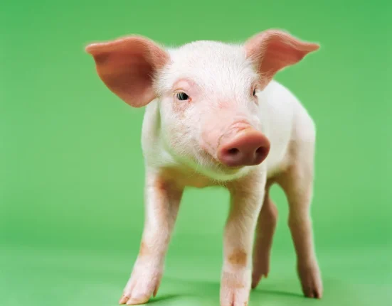 Des Greffes d'Organes de Cochons Génétiquement Modifiés pour les Humains dans Moins de Deux Ans.