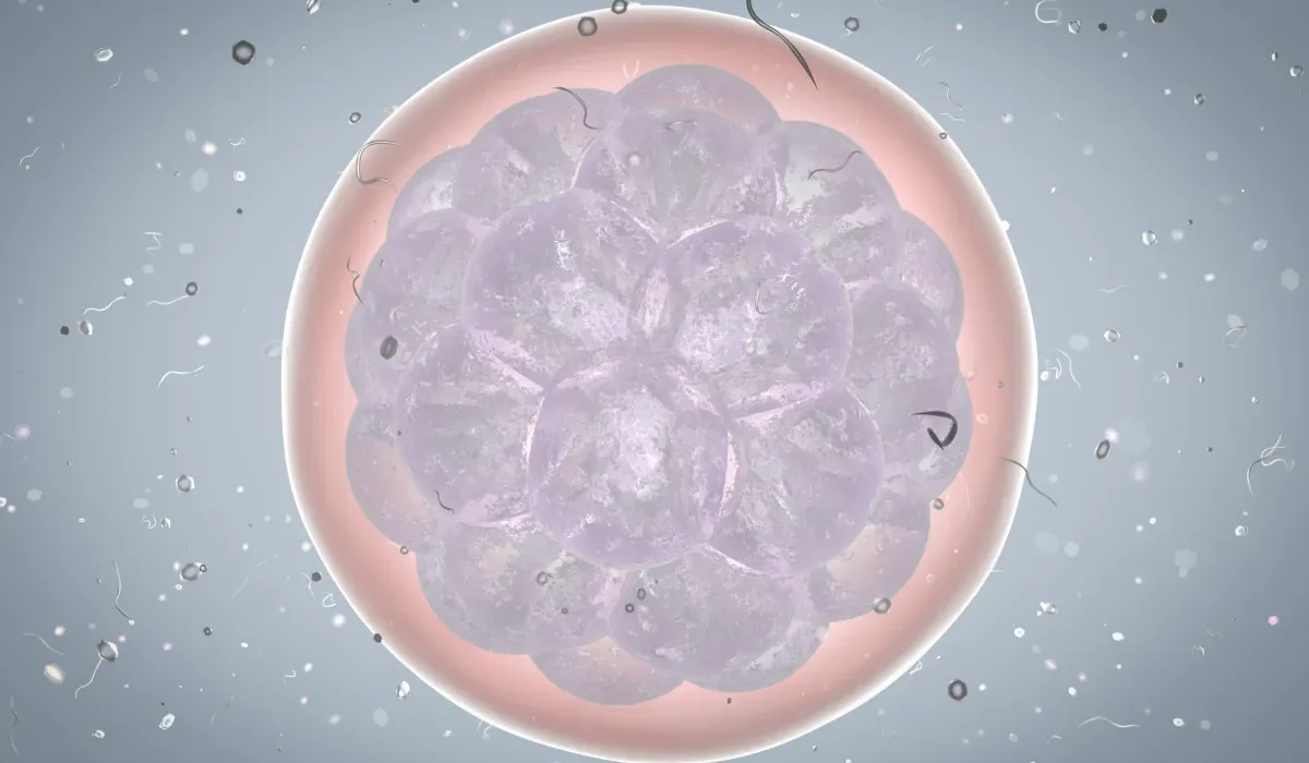 Des Scientifiques Modifient des Embryons avec CRISPR pour Explorer le Développement Humain Précoce