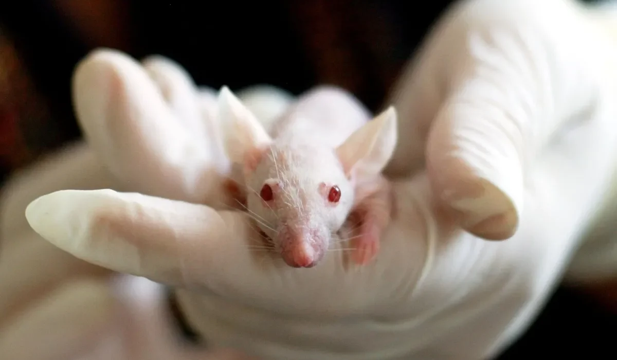 Des Véhicules Autonomes Miniatures Transportent des Médicaments Directement dans l'Estomac des Souris