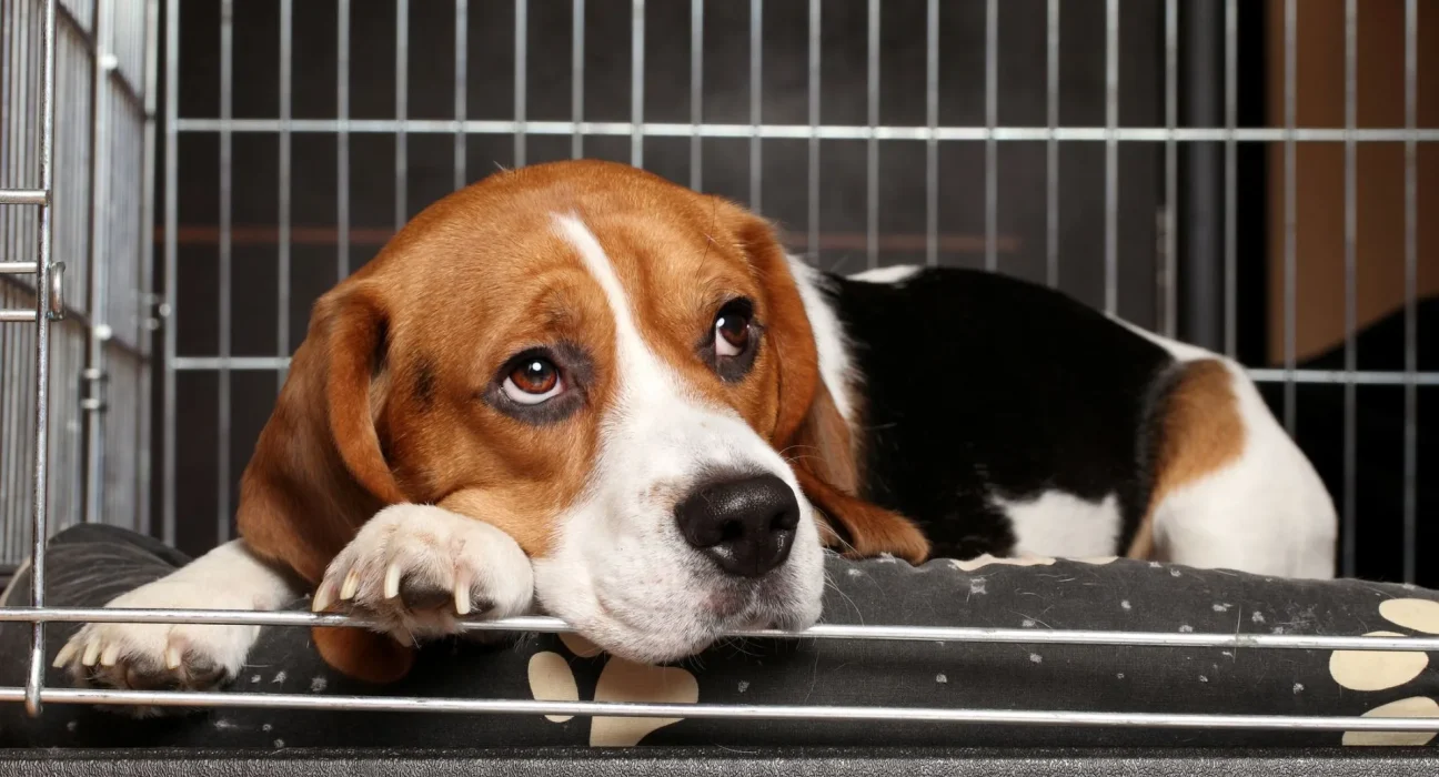 Des accusations supplémentaires contre le sauveteur de beagles après le sauvetage de chiens de laboratoire : "Je plaide non coupable"