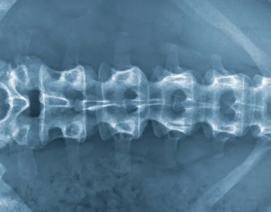 Des avancées scientifiques sur la réparation cellulaire des blessures spinales.