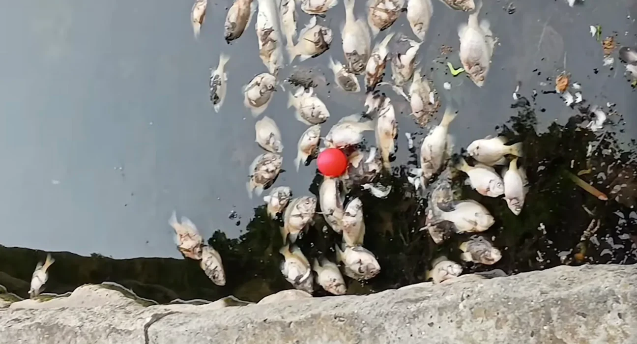 Des centaines de poissons morts émergent dans l'étang du parc suite à une vague de chaleur entraînant une défaillance d'oxygène.