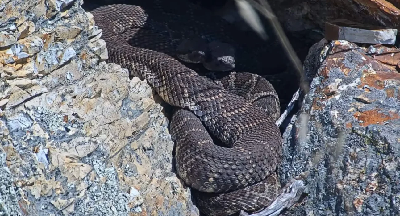 Des chercheurs dévoilent une caméra en direct sur un nid de serpents à sonnette pour démystifier ces reptiles redoutés