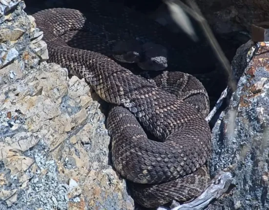 Des chercheurs dévoilent une caméra en direct sur un nid de serpents à sonnette pour démystifier ces reptiles redoutés