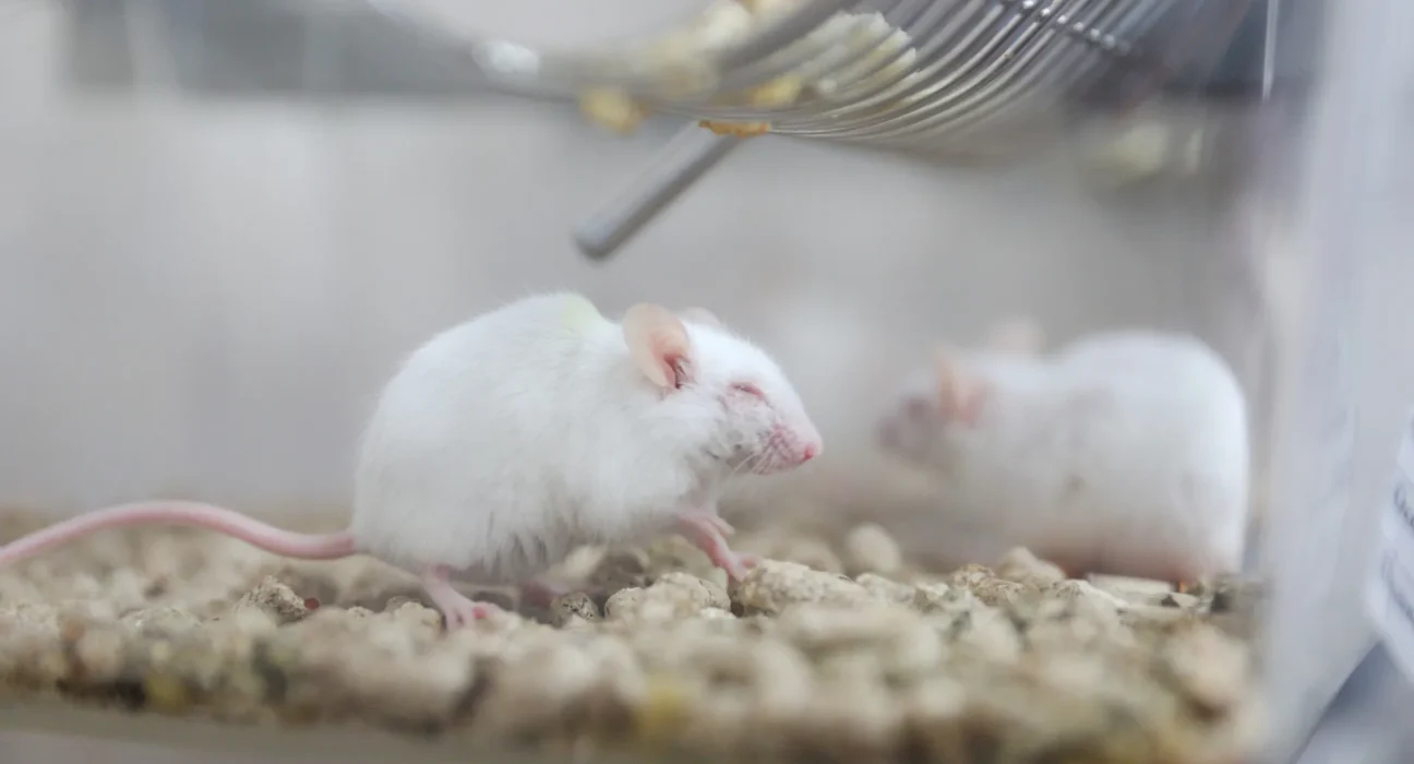 Des chercheurs révèlent qu'une protéine restaurée aide les souris âgées à lutter contre la fragilité.