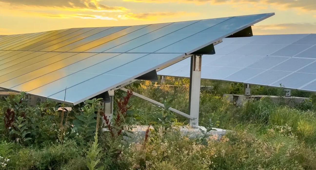Des cochons au secours d'une ferme solaire envahie par des mauvaises herbes en pleine croissance.