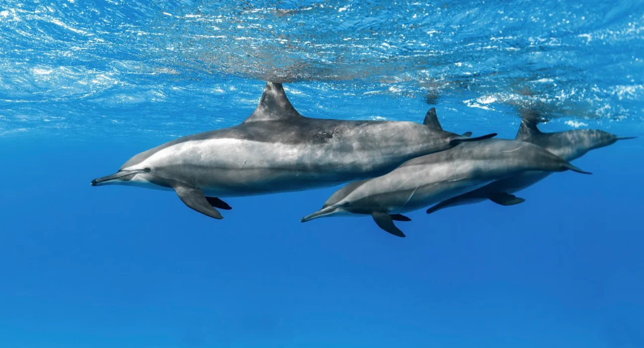 Des échantillons d'ADN de l'eau de mer pour surveiller la santé des populations de dauphins.