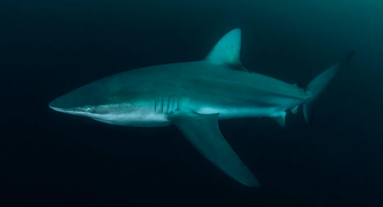 Des requins à dos sombre rejoignent les grands requins blancs au large du Cap Cod : une nouvelle étude fascinante.