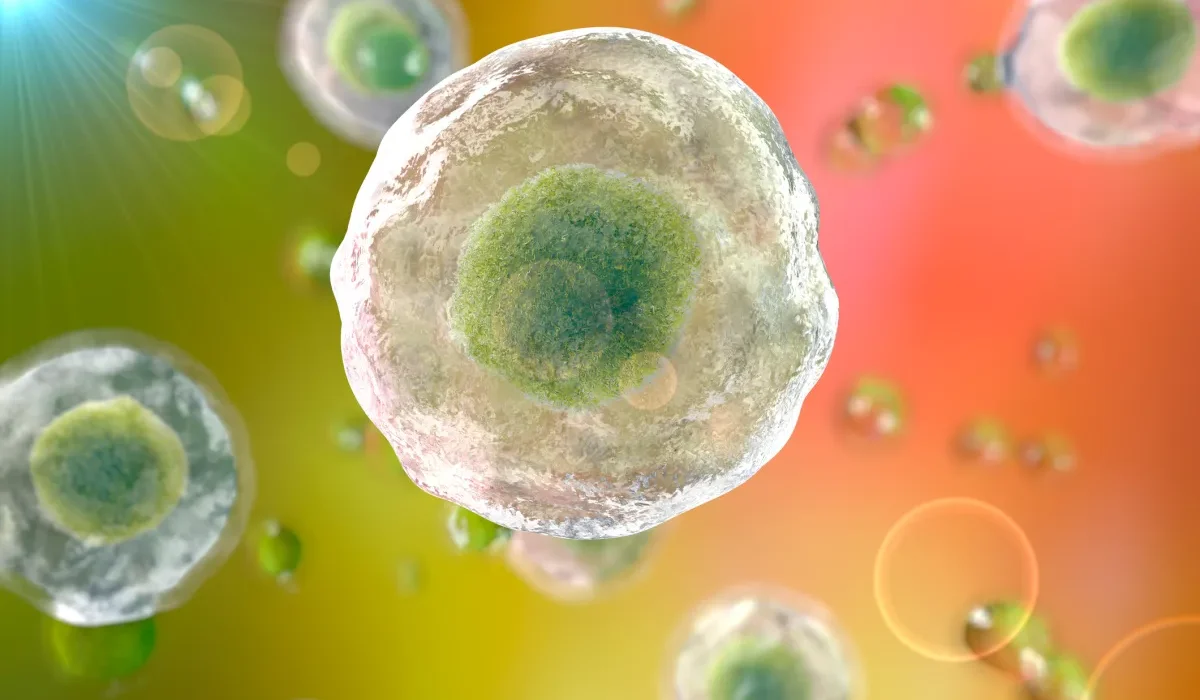 Des scientifiques découvrent une méthode pour régénérer l'os et les tissus humains.