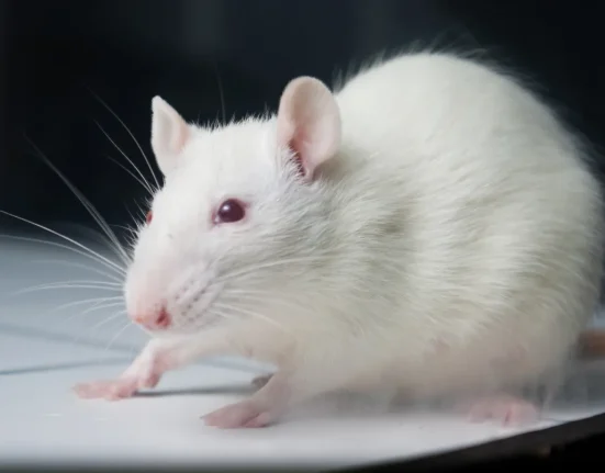 Des scientifiques inversent le glaucome chez des souris grâce à un gène unique.
