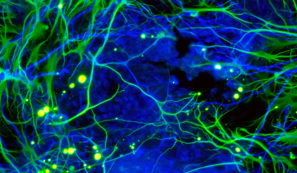 Des scientifiques ralentissent avec succès le vieillissement des souris grâce aux cellules souches.