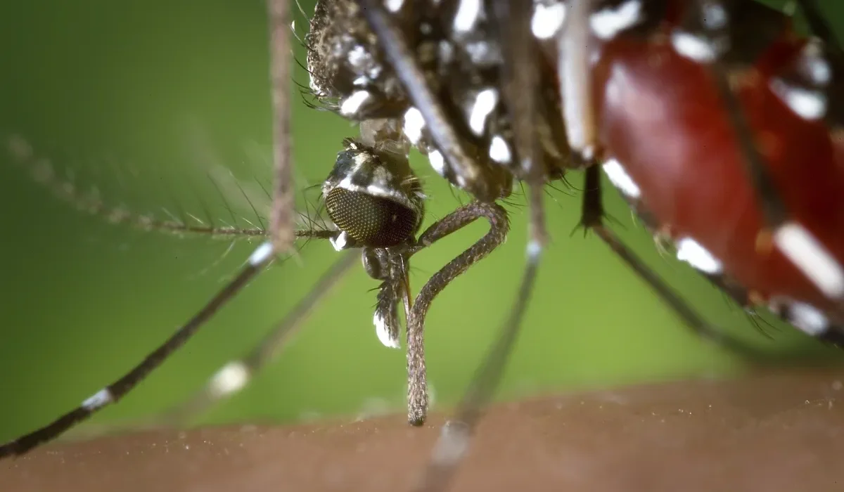 L'EPA Autorise la Libération d'Insectes Tueurs de Moustiques Cultivés en Laboratoire
