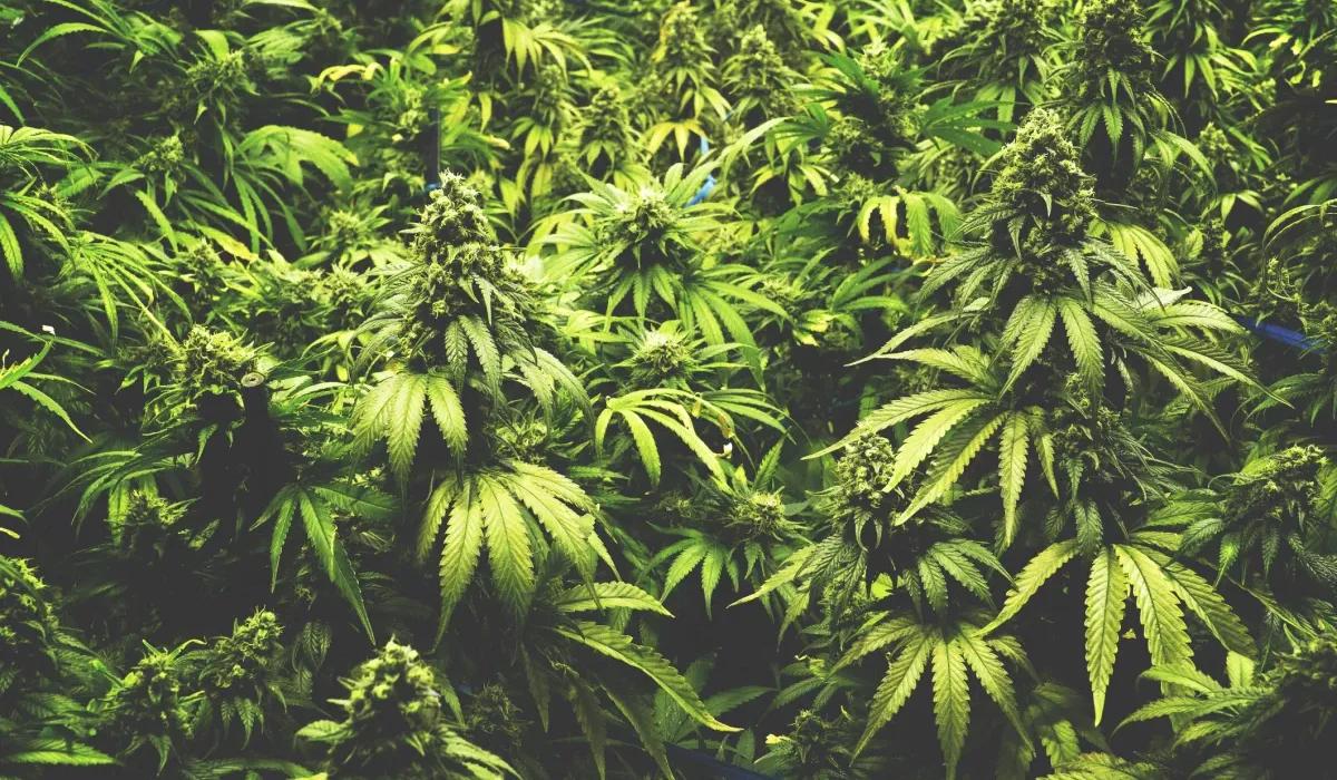 La Cannabis : Un Élixir pour la Mémoire et le Rajeunissement ?