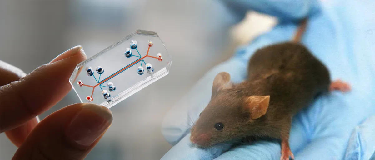 La FDA abandonne les tests sur animaux au profit des "Organes Sur Puce"