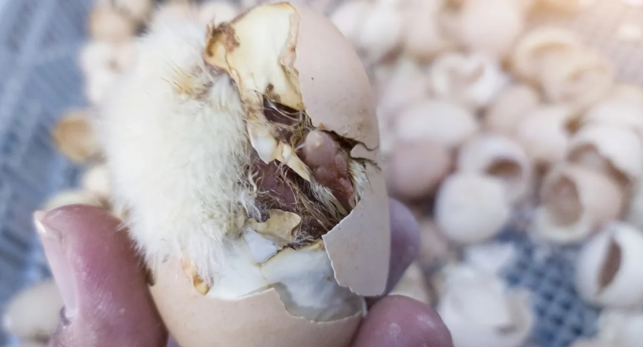 La technologie des coquilles d'œufs artificiels : une clé pour ressusciter les oiseaux disparus