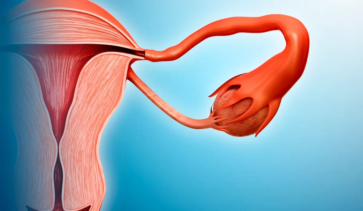Le Dernier Avancée en Anti-Âging : Ovaires Artificiels