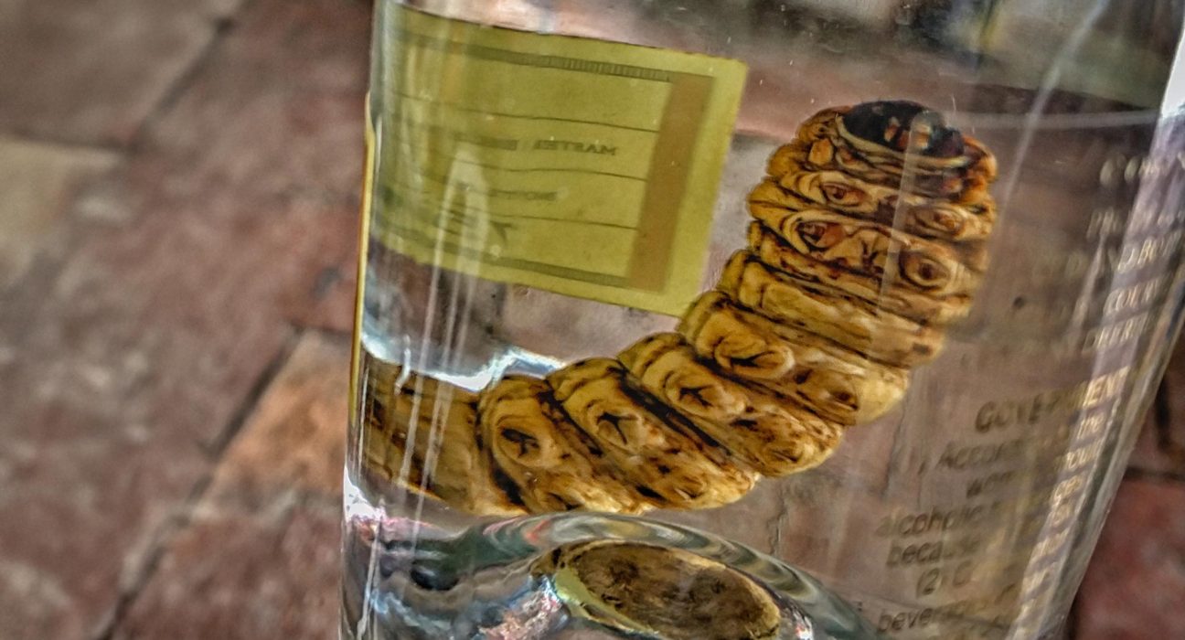 Le Mystère du Ver de Mezcal : L'ADN Révèle une Surprenant Découverte