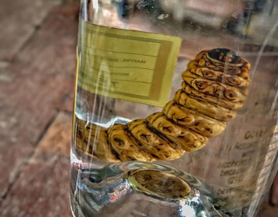 Le Mystère du Ver de Mezcal : L'ADN Révèle une Surprenant Découverte