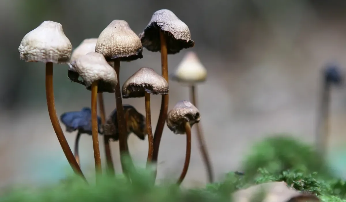 Les Champignons Magiques : Une Rénovation des Circuits Cérébraux chez les Personnes Déprimées