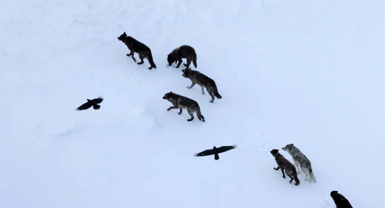Les Corbeaux Anticipent les Loups, Ils Ne Les Suivent Pas.
